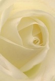 Being drawn right into the centre of this cream-coloured rose feels like stepping into a secret haven in Crofton Park. Each petal unfurls with the delicate touch of velvet, whisper-light and suggestive of the dew found on a quiet morning stroll along Brockley Rise. Gentle luminance bathes the spiralling petals, while faint shadows dance subtly between each ivory fold, adding dimension and understated drama. The mood is calm-echoing those peaceful early hours when Crofton Park is just waking. For a florist here, such a rose is the ultimate symbol of respect, gratitude, and new beginnings, naturally chosen to convey sympathy or mark transitions in the local community. The imagined scent is sweet but discreet, the sort that lingers softly like fond memories after neighbourhood gatherings. Every detail, from the patient unfurling to the seamless arrangement, speaks to the care and tradition embedded in Crofton Park's floral artistry. This image captures not just the flower, but the gentle emotion and intention that defines each bespoke arrangement crafted for life's most meaningful occasions in Crofton Park.